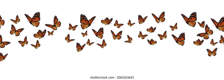 Beautiful monarch butterfly banner isolated on white background. - Shutterstock ID 2065263641