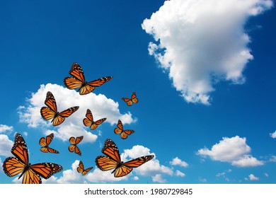 Beautiful Monarch Butterfly And Blue Sky With Cloud.