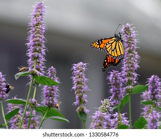 Beautiful Monarch Butterfly Captured In NYC 