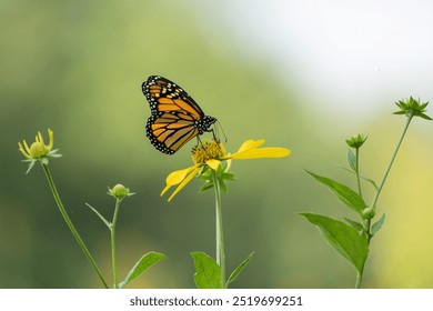 Beautiful Monarch butterfly (Danaus plexippus) close-up on yellow wildflower in summer meadow - Powered by Shutterstock