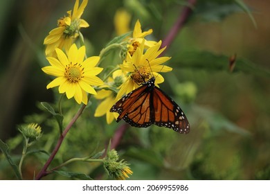 A Beautiful Monarch Butterfly Feasts On A Bright Yellow Daisy On September 15, 2016, A Lovely Fall Day, In Cape May, New Jersey.