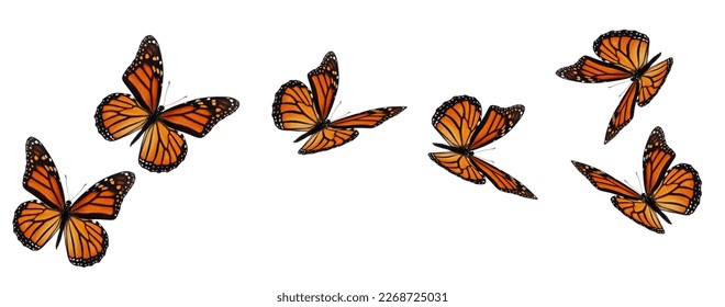 Beautiful monarch butterfly flying isolated on white background.