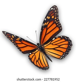 Beautiful Monarch Butterfly Flying Isolated On Stock Photo 227781952 ...