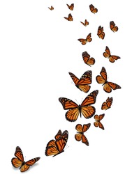 Piękny Monarcha Motyl Izolowany Na Białym Tle.