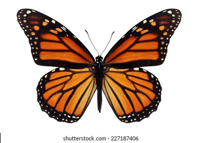 147,948 Monarch butterfly Images, Stock Photos & Vectors | Shutterstock
