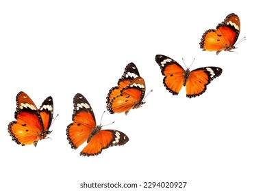 Beautiful monarch butterfly isolated on white background. Set of Big Monarch butterflies, isolated on white background. Tawny Coster (Acraea violae) Acraea terpsicore.