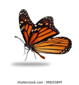 Beautiful Monarch Butterfly Isolated On White Stock Photo (Edit Now ...