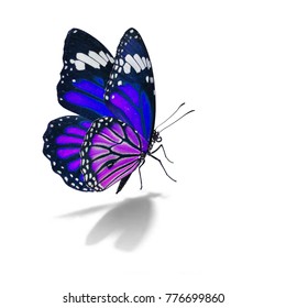 Beautiful Blue Monarch Butterfly Isolated On Stock Photo 526858519 ...