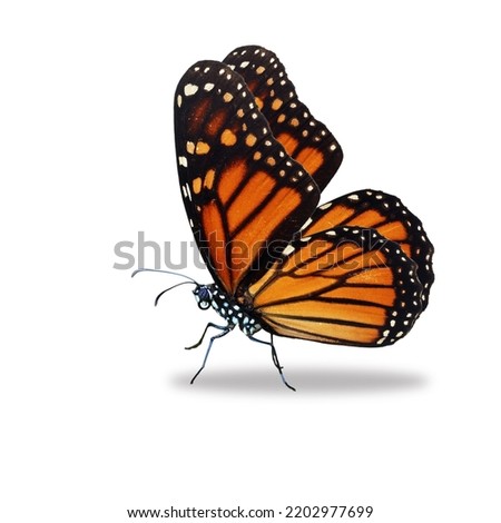 Beautiful monarch butterfly isolated on white background.