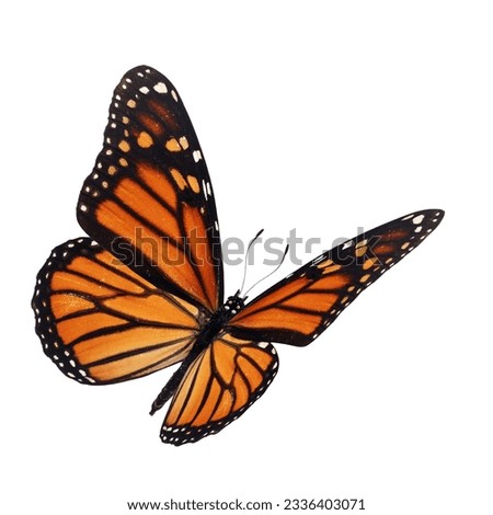 Beautiful monarch butterfly isolated on white background