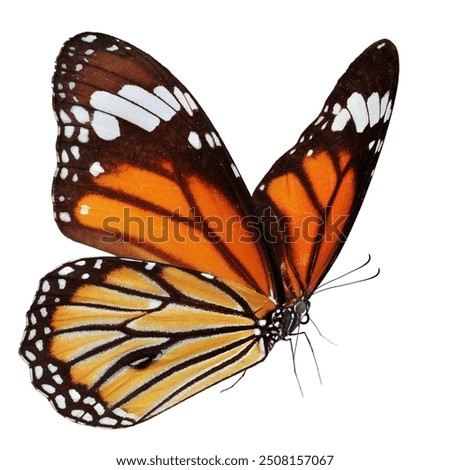 Beautiful monarch butterfly isolated on a white background.