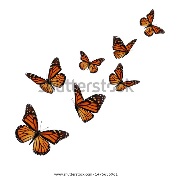 Beautiful Monarch Butterfly Isolated On White Stock Photo 1475635961 ...