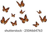 Beautiful monarch butterfly set on white background.