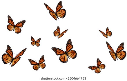 Beautiful monarch butterfly set on white background.