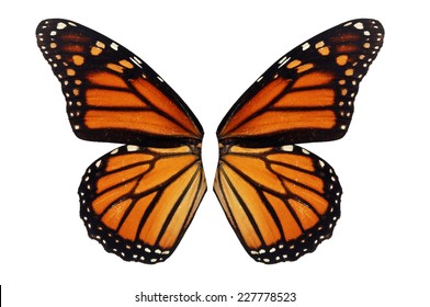 Beautiful Monarch Butterfly Wing Isolated On White Background.