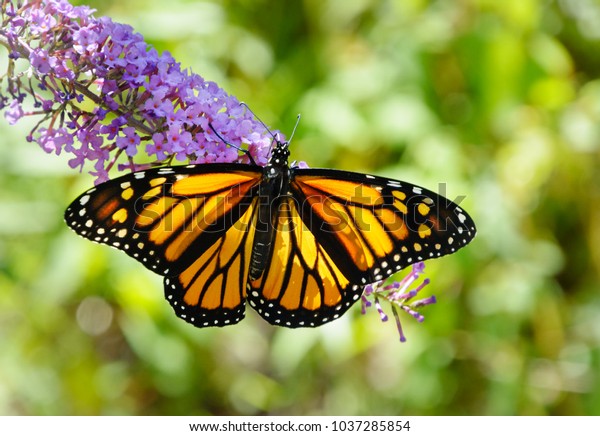 紫色の蝶の茂みの花から羽を広げた美しい蝶で フォーカスのない緑の背景に の写真素材 今すぐ編集