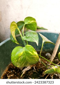 Beautiful Money Plant 🌵 Zoom picture 🖼️ Money plant in pot | focus pictures 🖼️ plant leaf 🍀 green plants 