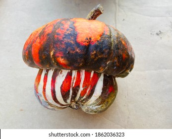 Beautiful Monkey butt  - French Turban Squash pumpkin fruit