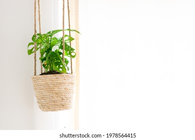 Beautiful Monstera Adansonii Hanging. Indoor Plant Decoration.