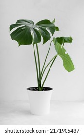 Beautiful monstera deliciosa or Swiss cheese plant in a modern white flower pot on a light background. Home gardening concept. Selective focus