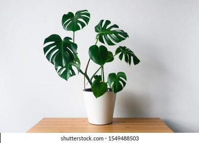 Beautiful monstera flower in a white pot stands on a wooden table on a white background. The concept of minimalism. Hipster scandinavian style room interior. Empty white wall and copy space. - Shutterstock ID 1549488503