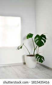Beautiful monstera flower in a white pot stands on a wooden floor on a white background. The concept of minimalism. Hipster scandinavian style room interior. Empty white wall and copy space.