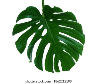 Monstera Large Leaf Tropical Jungle Pattern Stock Photo 528154348 ...