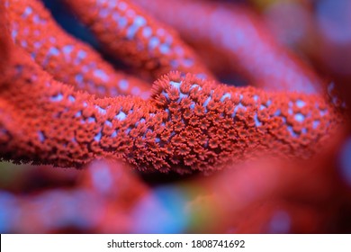 Beautiful montipora sps coral in coral reef aquarium tank. Macro shot. Selective focus.
