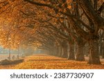 Beautiful monumental avenue of old plane trees on a sunny autumn morning.Szczecin,Poland