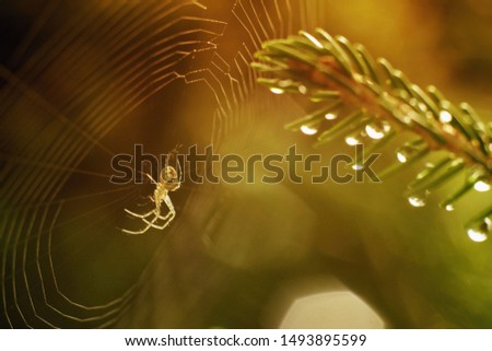 Similar – Image, Stock Photo drosera madagascariensis