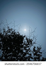 Beautiful moonlight and beautiful trees