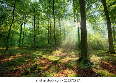 Beautiful morning in beech forest - Shutterstock ID 203572957