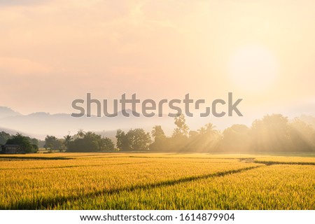 Beautiful morning fog in the rice field background.
