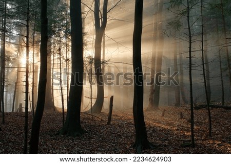 Beautiful morning landscape in the forest, light shining through the fog and trees.
