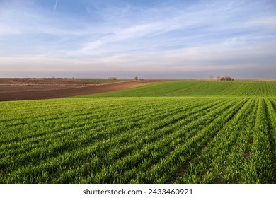 Beautiful morning landscape of sunrise over young green cereal field  - Powered by Shutterstock