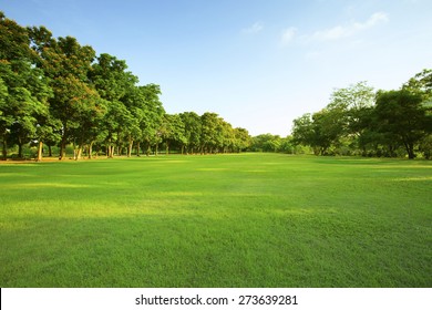 beautiful morning light in public park with green grass field and green fresh tree plant perspective to copy space for multipurpose