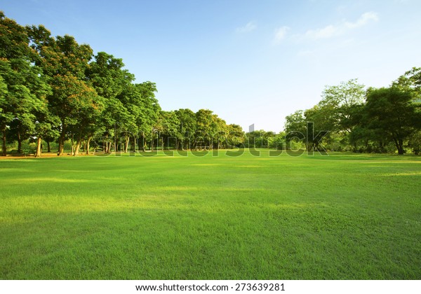 beautiful morning light in public park with\
green grass field and green fresh tree plant perspective to copy\
space for\
multipurpose