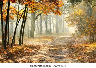 Beautiful morning in the misty autumn forest with sun rays - Shutterstock ID 109964576