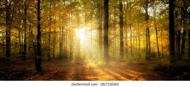 Beautiful morning in misty autumn forest - Shutterstock ID 1817120261