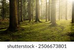 Beautiful morning mystic forest landscape with green mossy floor and lovely sunlight. 