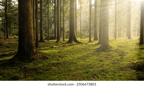 Beautiful morning mystic forest landscape with green mossy floor and lovely sunlight.  - Powered by Shutterstock