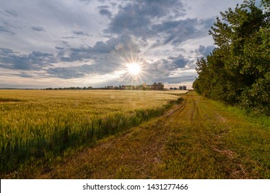 Beautiful, morning prairie landscape featuring a sunrise over a ripening grain field beside a dirt trail, a row of green trees and some grain bins in the distance with a blue sky full of clouds. 