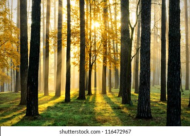 Beautiful morning scene in the forest with sun rays and long shadows - Shutterstock ID 116472967