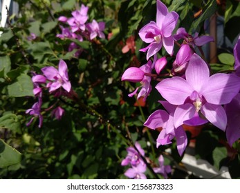 Beautiful Morning with Spathoglottis. Spathoglottis, commonly known as purple orchids or 苞舌兰属 (bao she lan shu) is a genus of about fifty species of orchids in the family Orchidaceae.