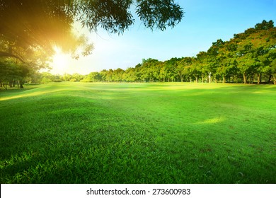 beautiful morning sun light shining  in public park with  grass field and green fresh tree bush use as copy space and natural background,backdrop - Powered by Shutterstock