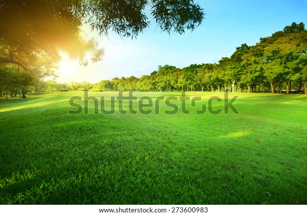 公園に照らす美しい朝の太陽の光で 草原と緑の新鮮な木の茂みがコピースペースと自然の背景に使われる背景 背景 の写真素材 今すぐ編集