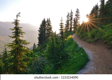 Beautiful morning sunburst thru evergreen trees on Pacific Crest Trail at Mount Rainier National Park in WA state. Some wildflowers along the dirt trail. Evergreen trees on slope & mountain background