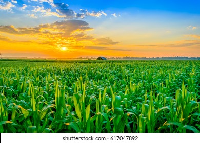 Beautiful morning sunrise over the corn field