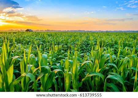 Beautiful morning sunrise over the corn field
