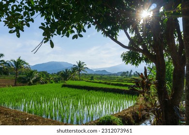 Beautiful morning view indonesia Panorama Landscape paddy fields with beauty color and sky natural light - Shutterstock ID 2312073961